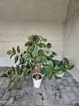 Ficus Robusta okolo 140 cm