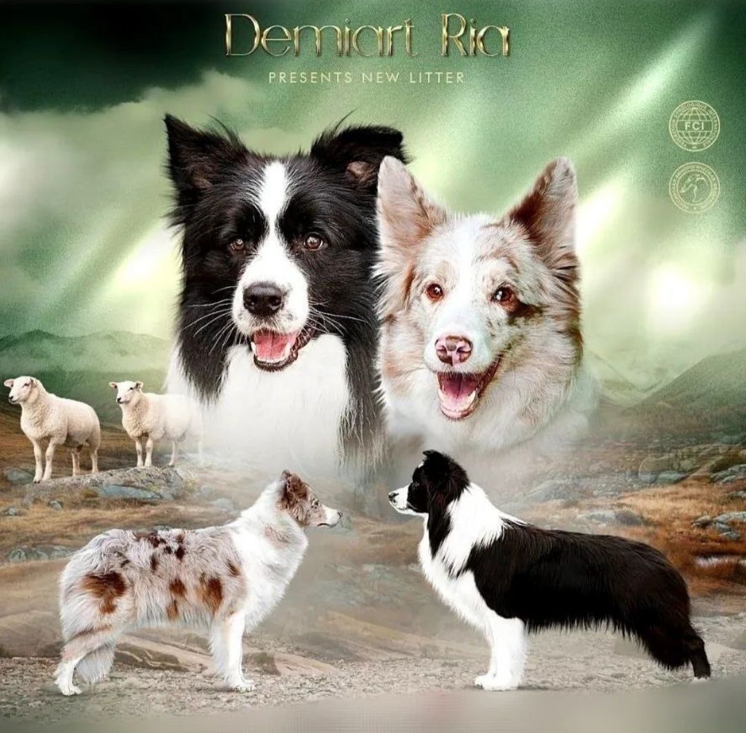 Чистокровні Border Collie