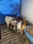 Chibos anoes 5 meses