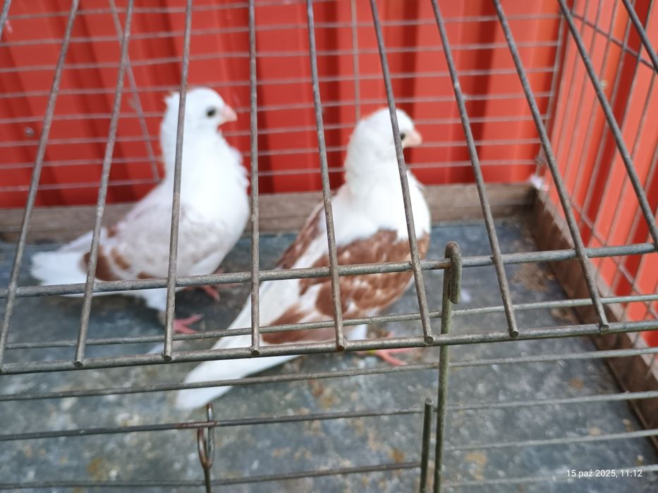 Gołębie ozdobne mewki