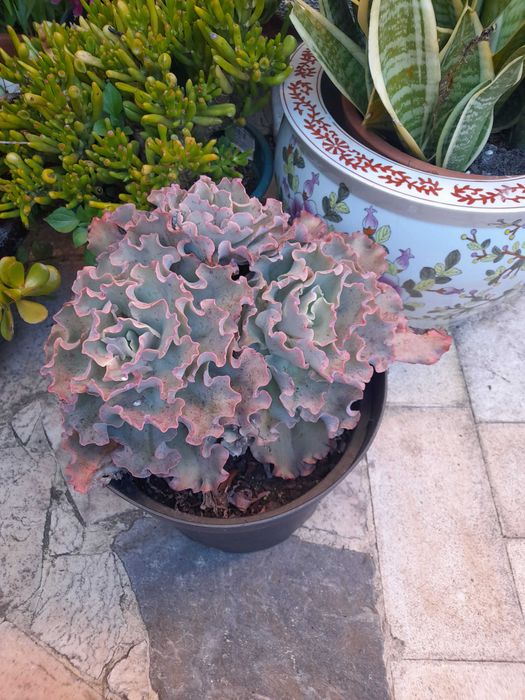 Plantas suculentas e cactos de variadas espécies