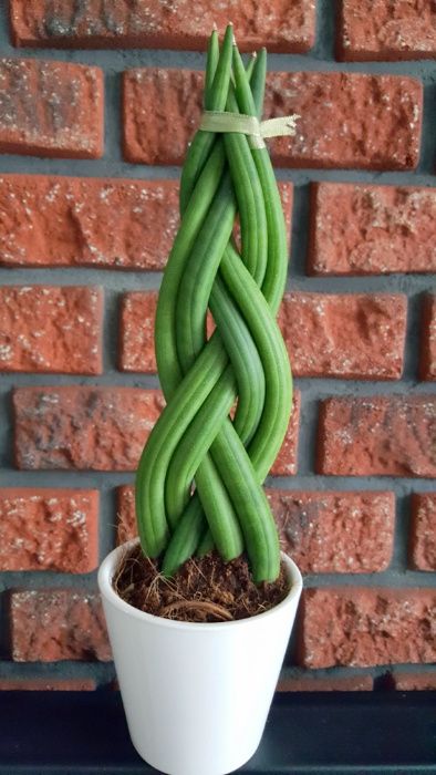 Sansevieria cylindrica 'Twist' WARKOCZ + OZDOBNA DONICZKA 30CM