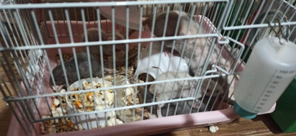 Віддамо милих мишенят