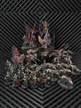 Warhammer AOS SOULBLIGHT GRAVELORDS - Pomalowana paczka