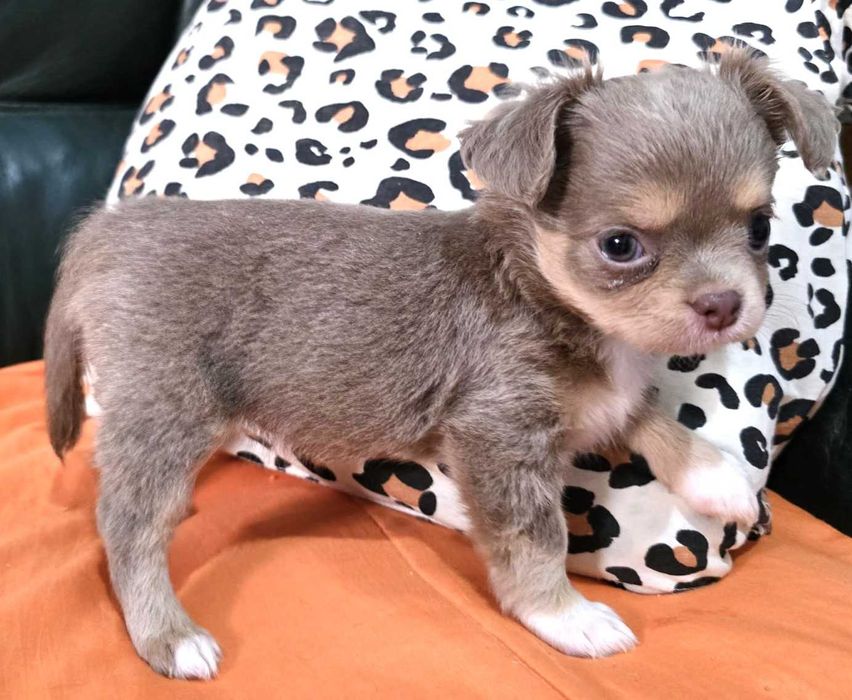 Chihuahua Fêmea, Cor Lilac afogueado. Pêlo comprido. LOP
