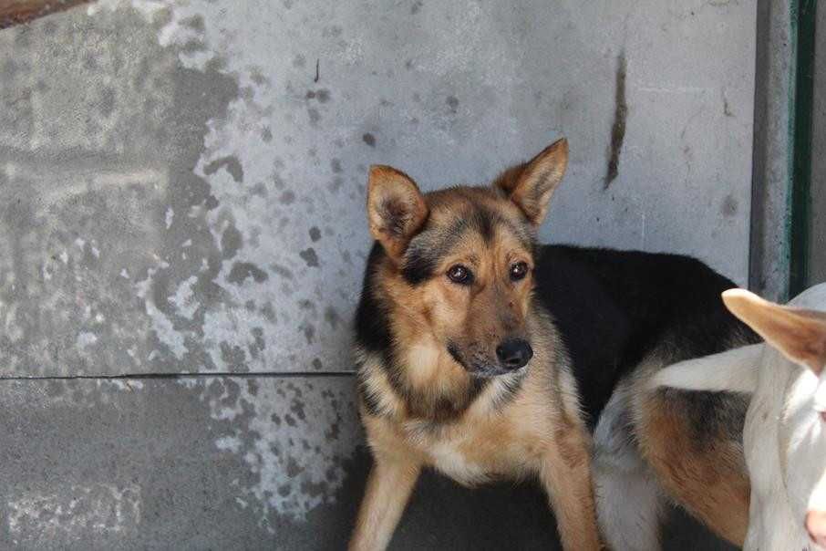 102732 Jacenty do odpowiedzialnej adopcji