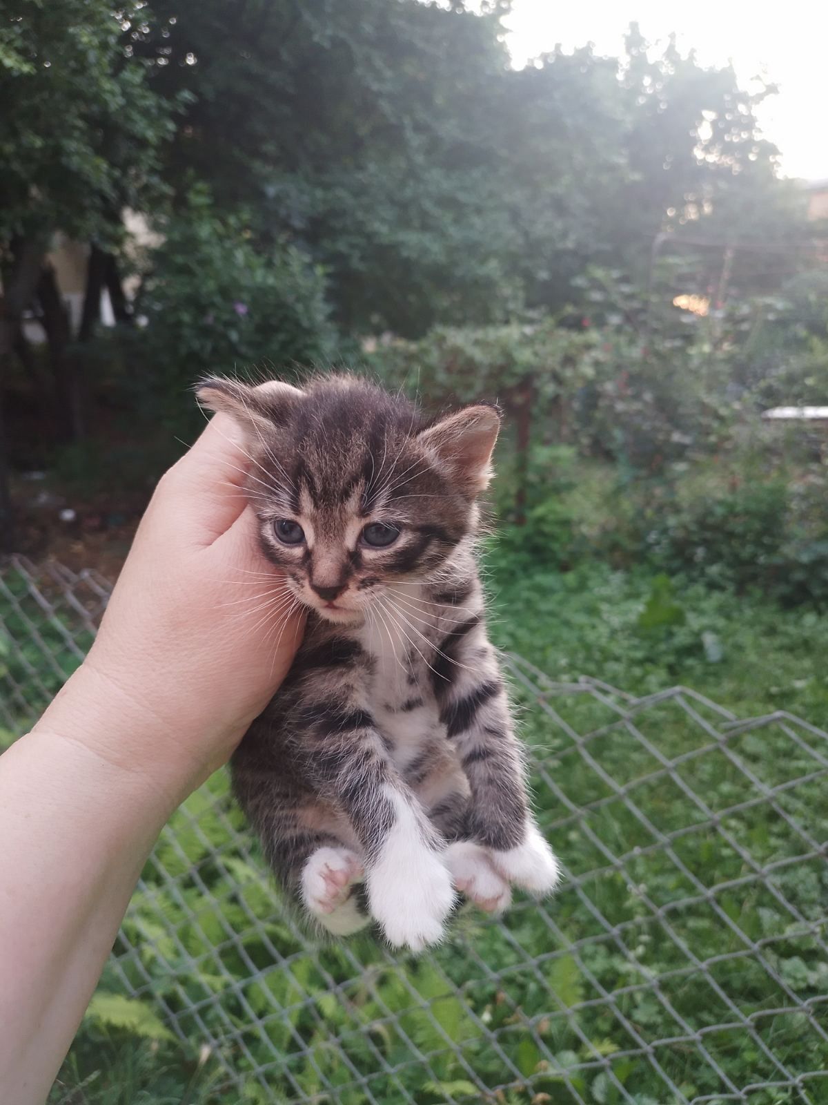 Кошенята  в добрі куки