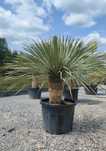 Yucca Rostrata – palma mrozoodporna , juka