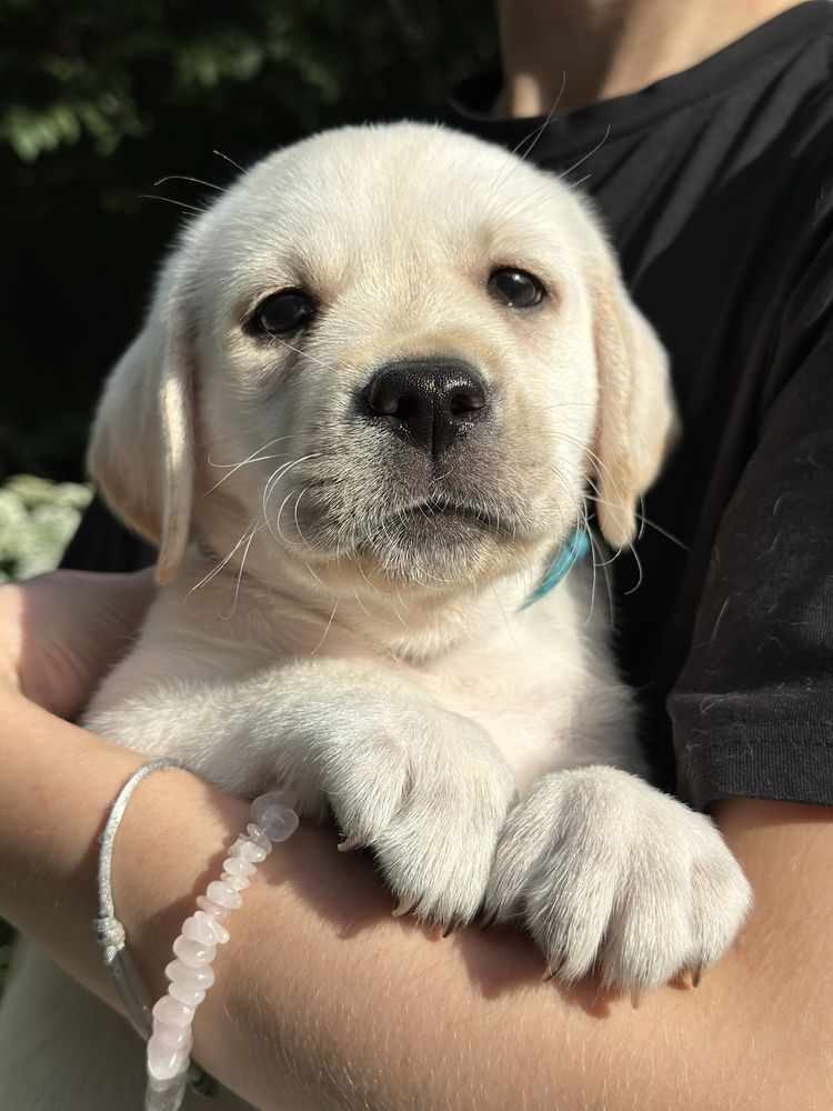 Labrador Retriever FCI