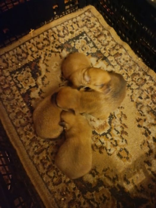 Oddam za darmo małe pieski