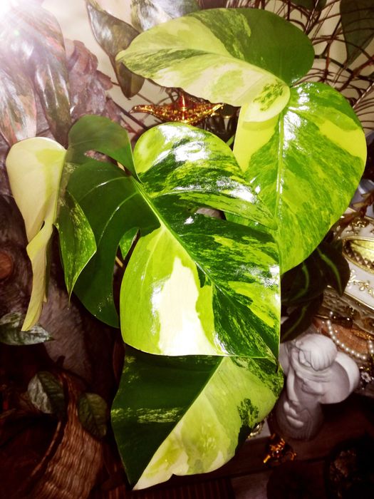 Monstera Marmorata Aurea Yellow Variegata  3 - colour  UNIKAT !  philo