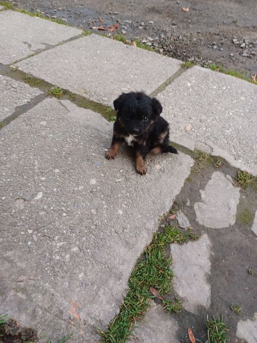 York miniaturka chłopczyk