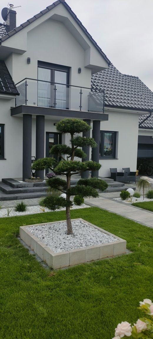 Drzewka bonsai sosna jałowiec  cyprysik