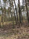 Działka Budowlana Tresta ul. Podlesna 1000 m² Zalew Sulejowski