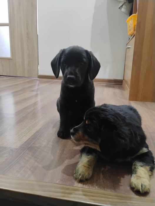 Oddam pieski za darmo