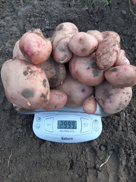 Картопля еліта  сорт Княгиня