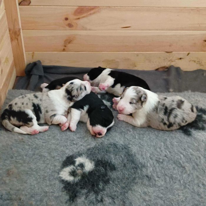 Border Collie FCI