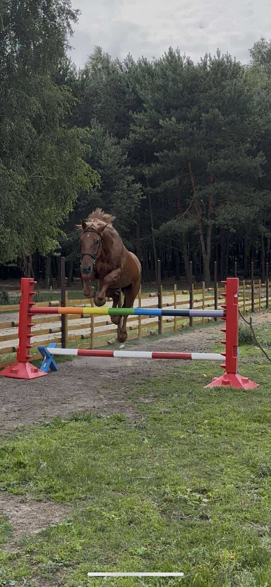 Wałach 11 lat siodło, rekreacja, spokojny