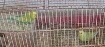 Lote de piriquitos