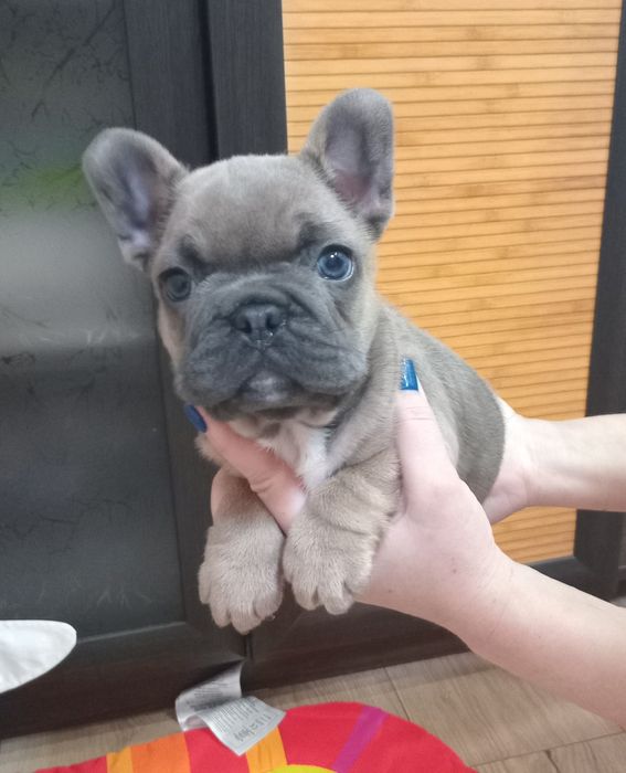 Французская очаровашка