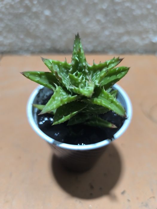 Suculentas em vaso 2