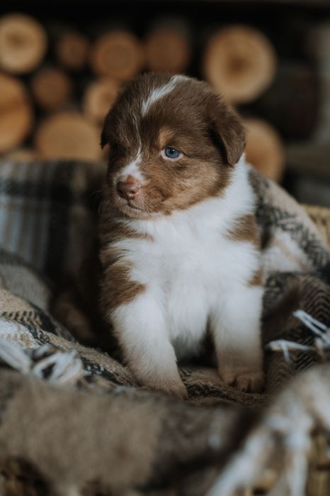 Owczarek australijski typ amerykański