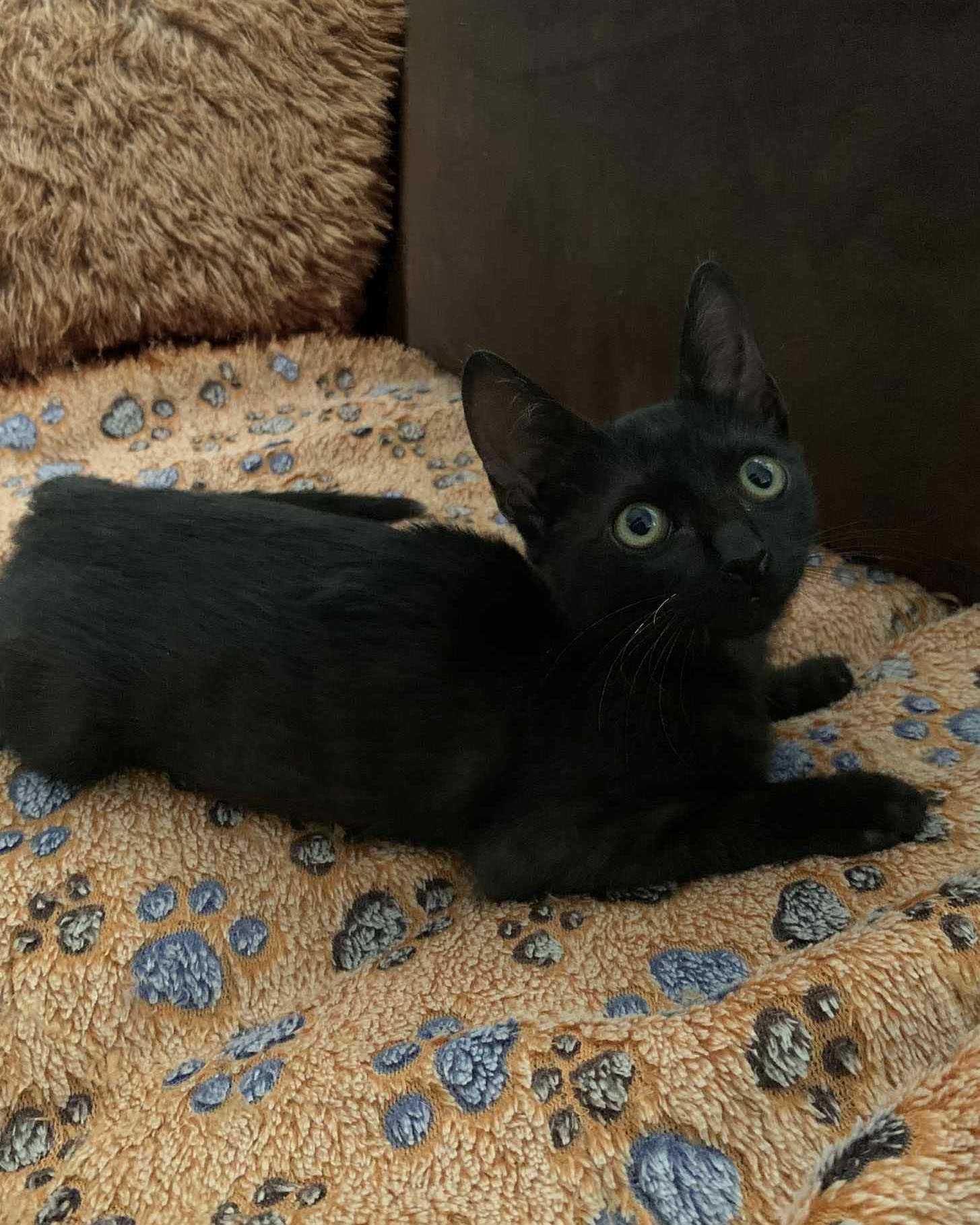 Setúbal / Margem Sul / Lisboa — LULU, gatinha para adoção