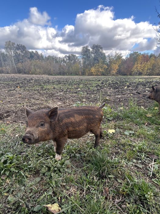 Поросята Вєтнамське+Мангалиця