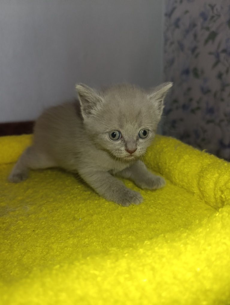 Кошенята скотіш фолд