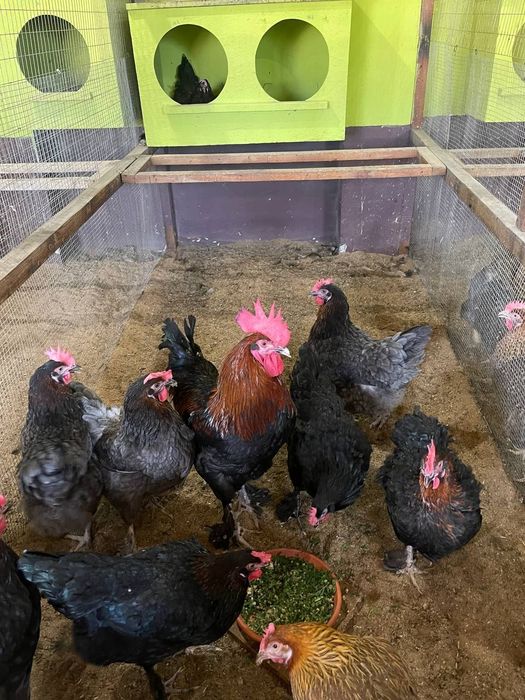 ЧМ Маран -курчата