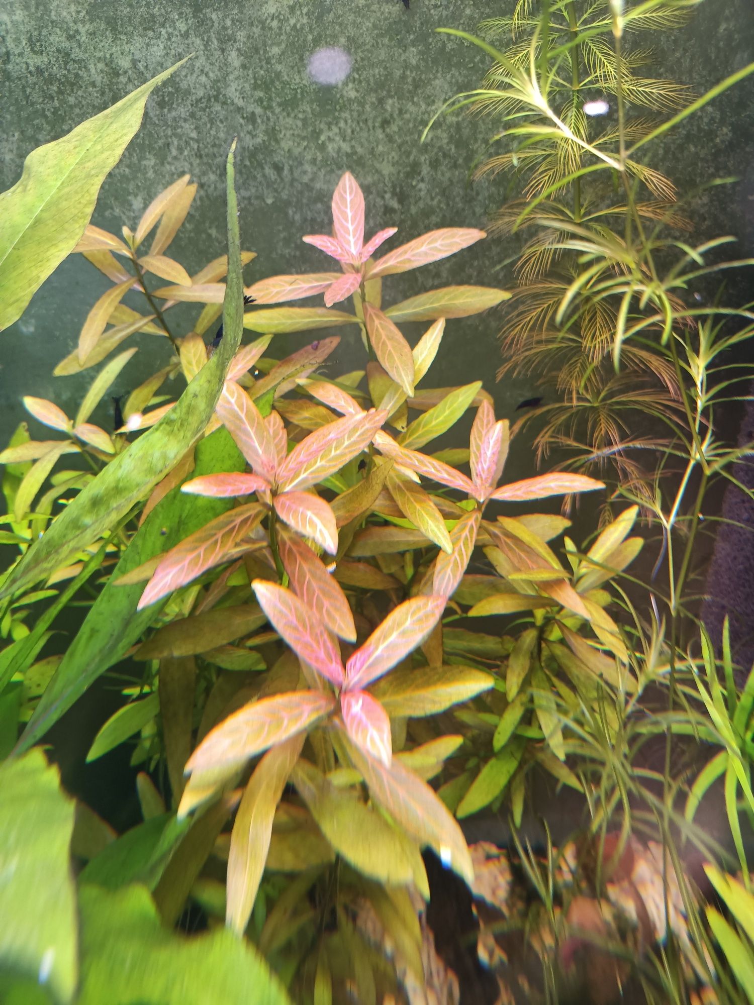 Hygrophila polysperma ładna roślina akwarium