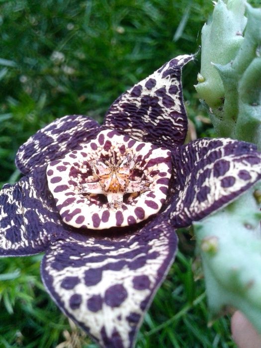 Suculentas raríssimas com flores peculiares