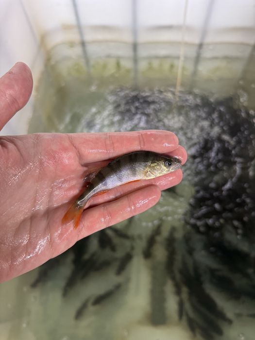 Narybek sandacza sandacze sandacz i inne ryby do stawów i oczek