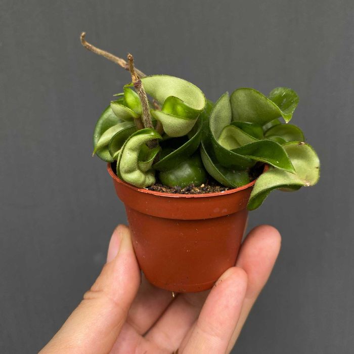 Hoja Carnosa Compacta Green Ogrzewacz w cenie