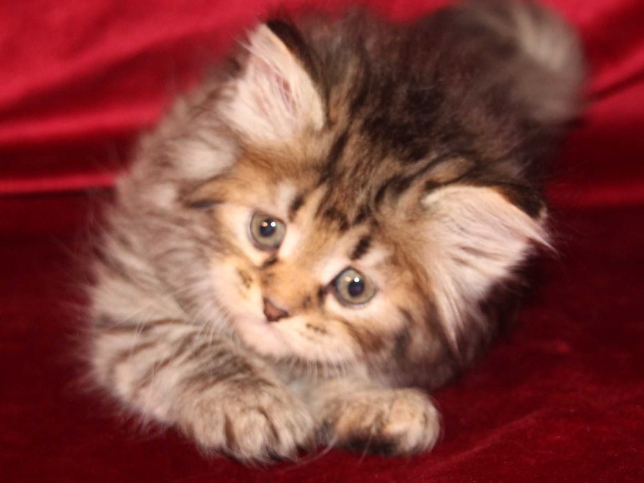 Crystal koteczka syberyjska z rodowodem FPL, legalna hodowla 18 lat