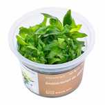 Anubias barteri var. Glabra invitro MASSON