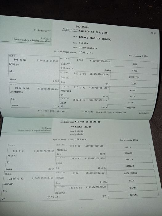 Sprzedam Ogierka Śląskiego