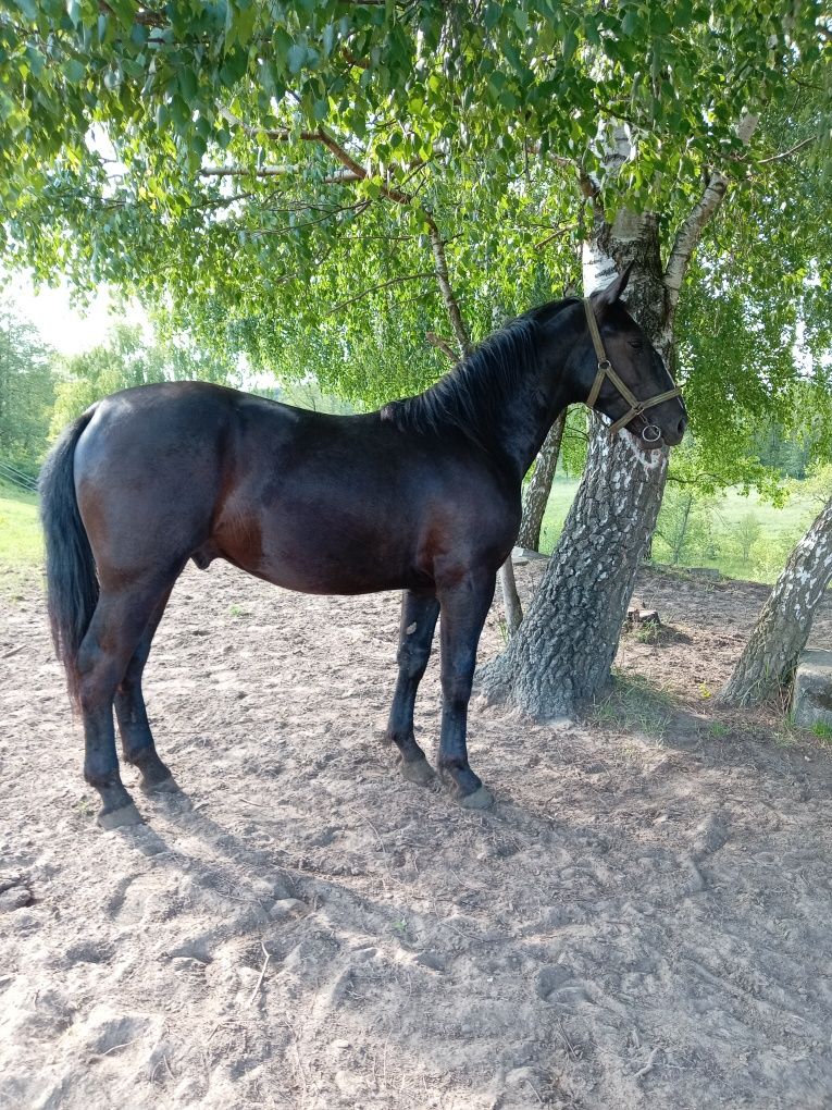 Ogier śląski zrebak sp
