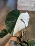 Monstera variegata