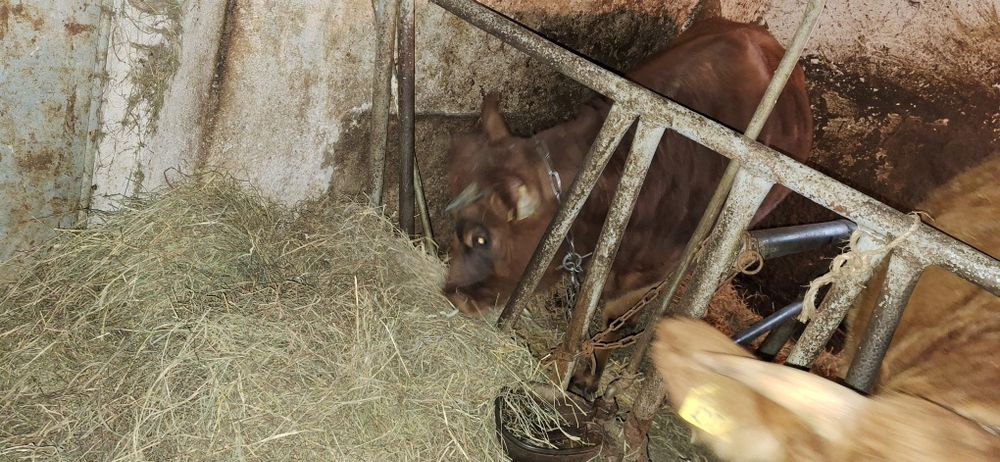 Jałówka roczna czerwona