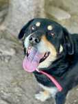 Pies w typie pasterski berneński poleca się do adopcji