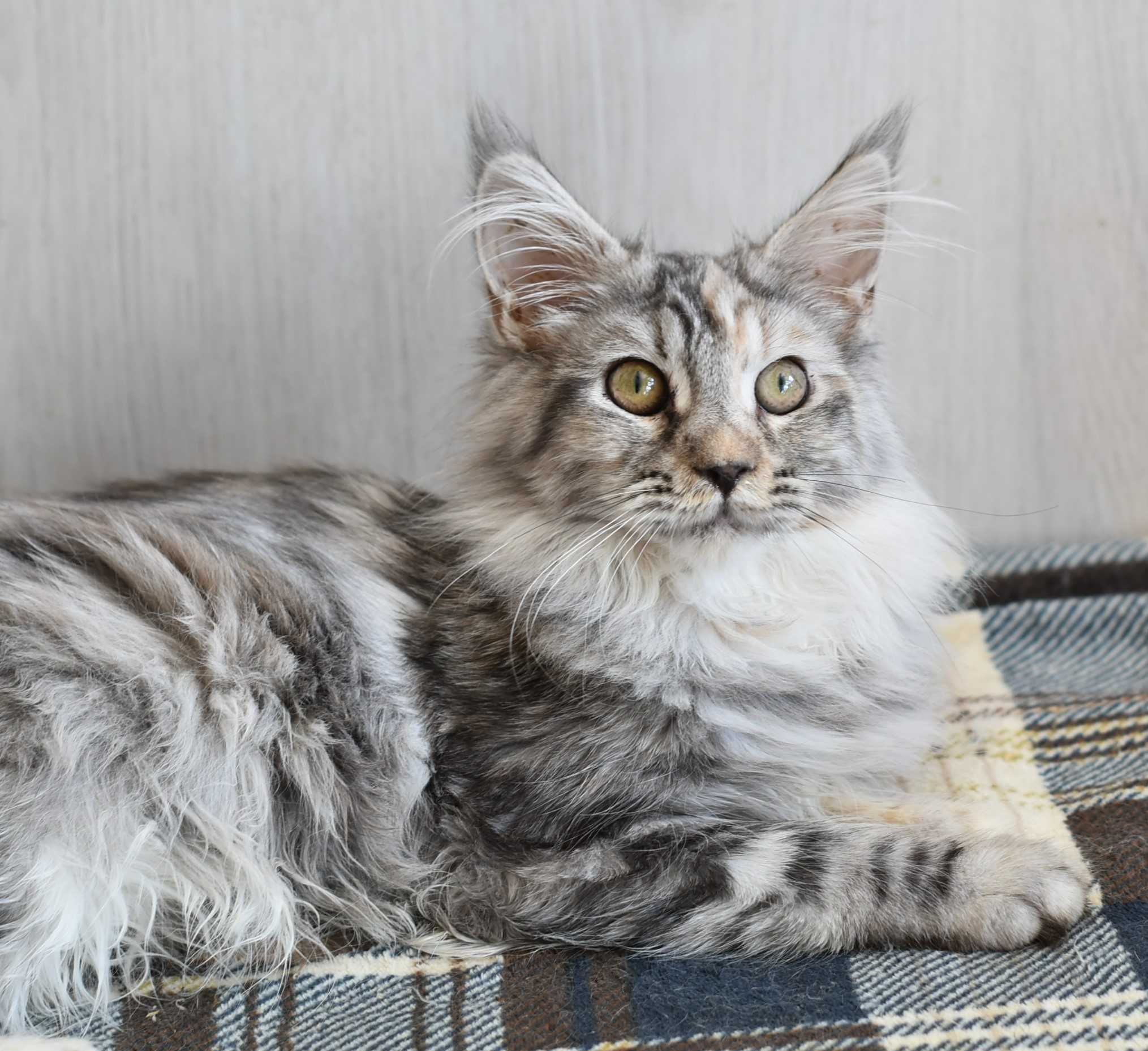 Яркая красавича кошка мейн кун
