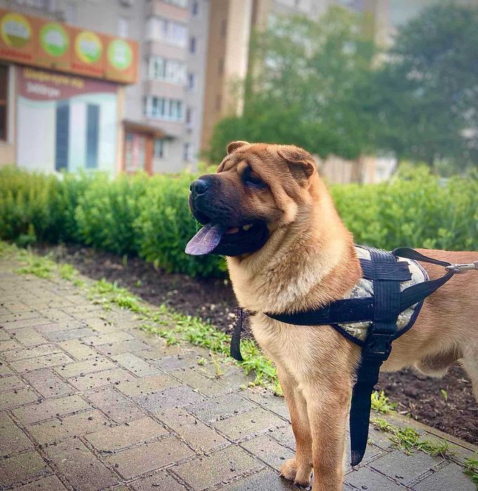 Чаупей шукає подружку!