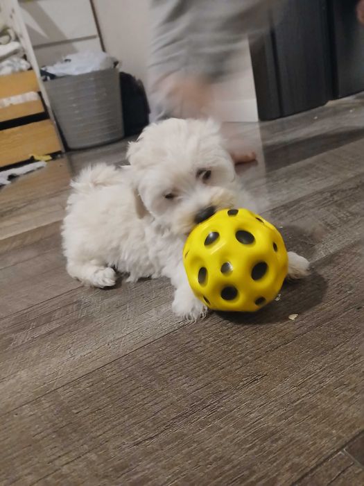 Śliczna Suczka Maltipoo