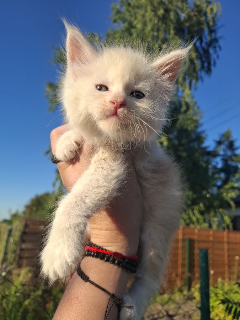 Kocurek Maine Coon