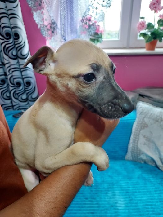 Chart Angielski Whippet suczka