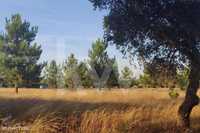 Terreno agrícola com 8.000m2, na Quinta do Anjo, a 5' do centro da Moi