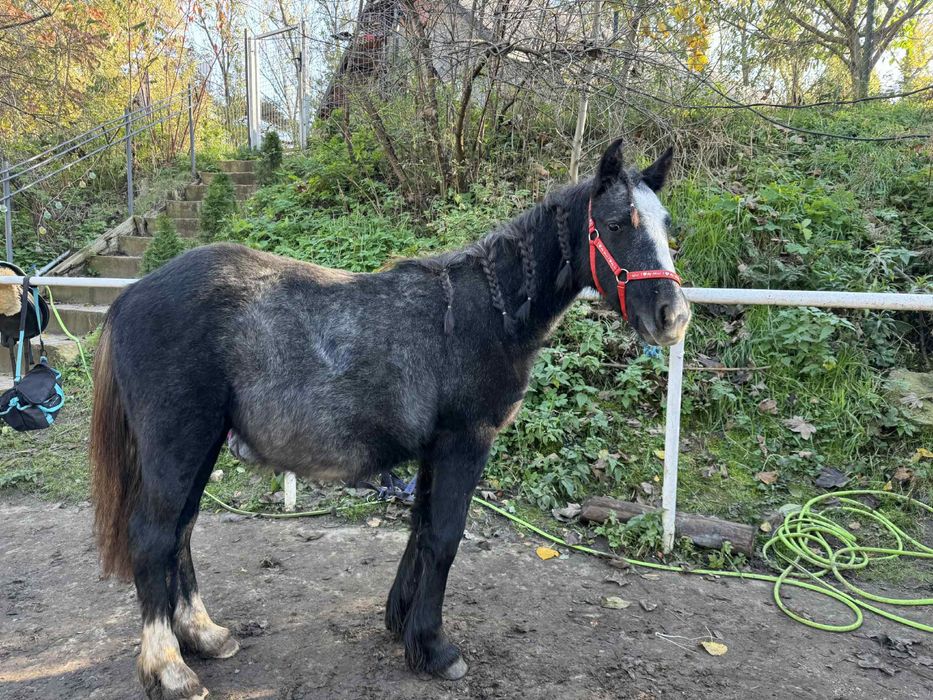 Klacz tinker sabino roczna