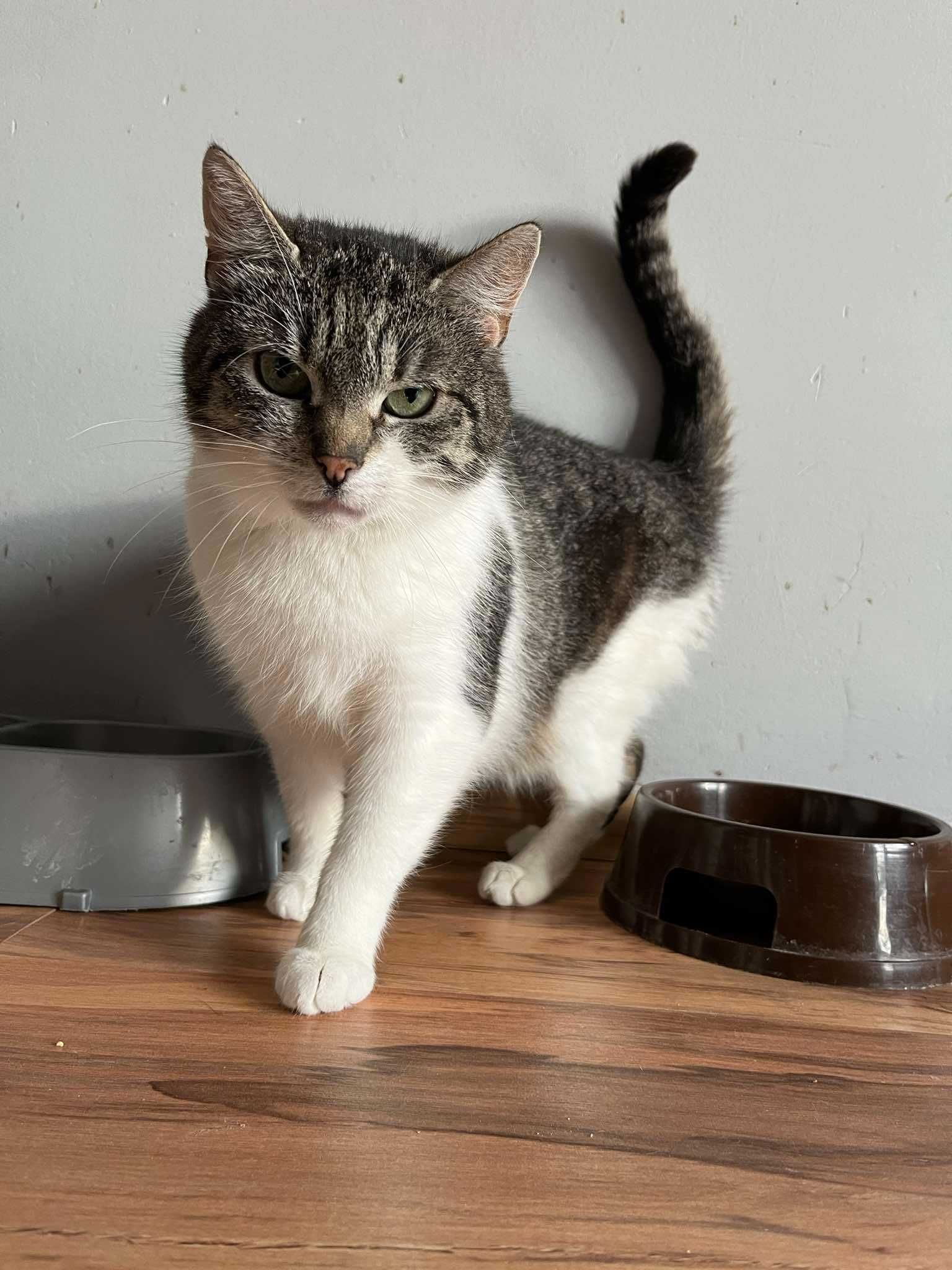 Biało-bura ładna kotka poleca się do adopcji