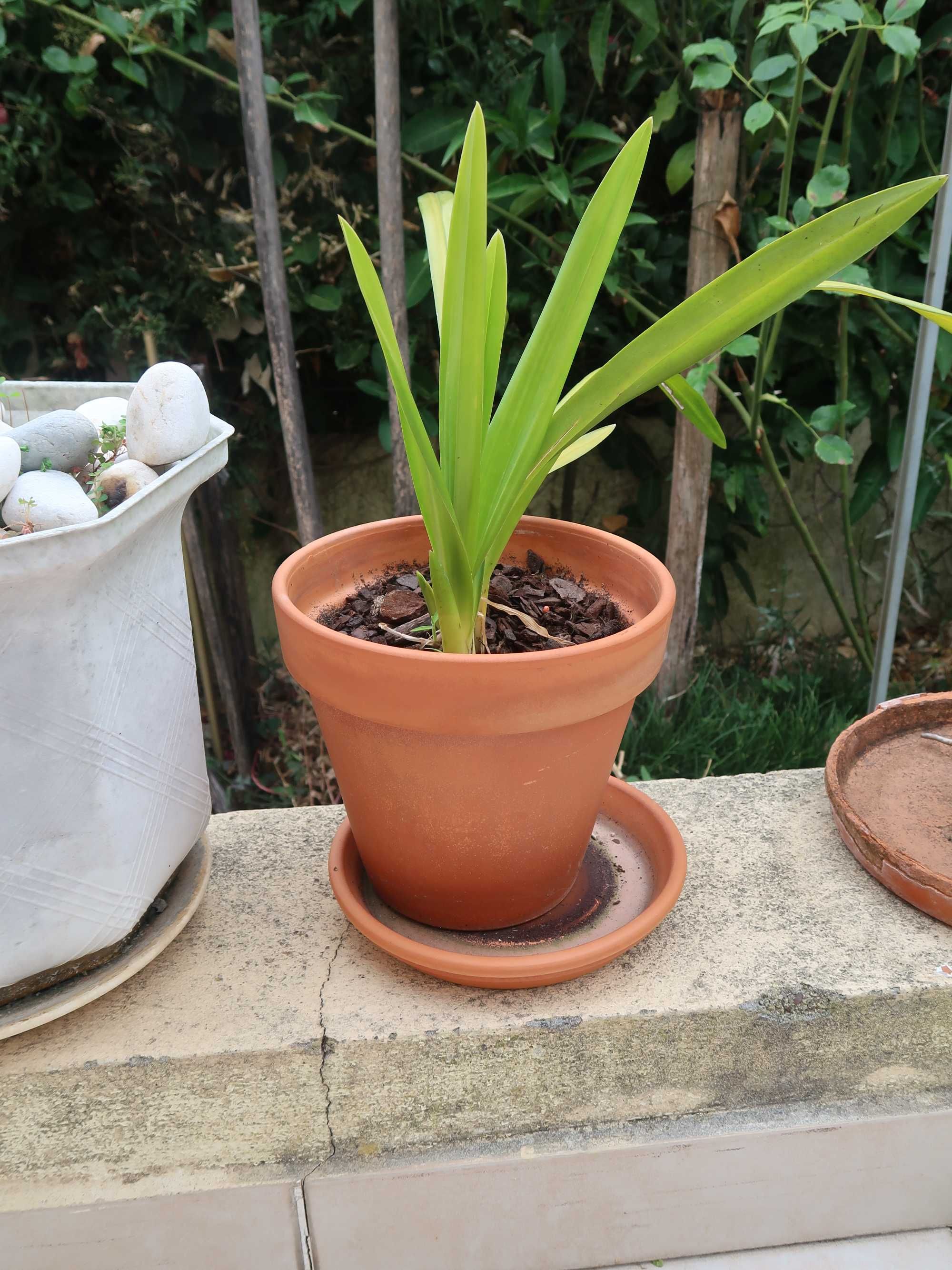 Orquídeas em vaso